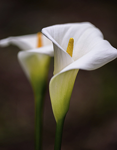 default flower